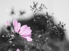 残り花