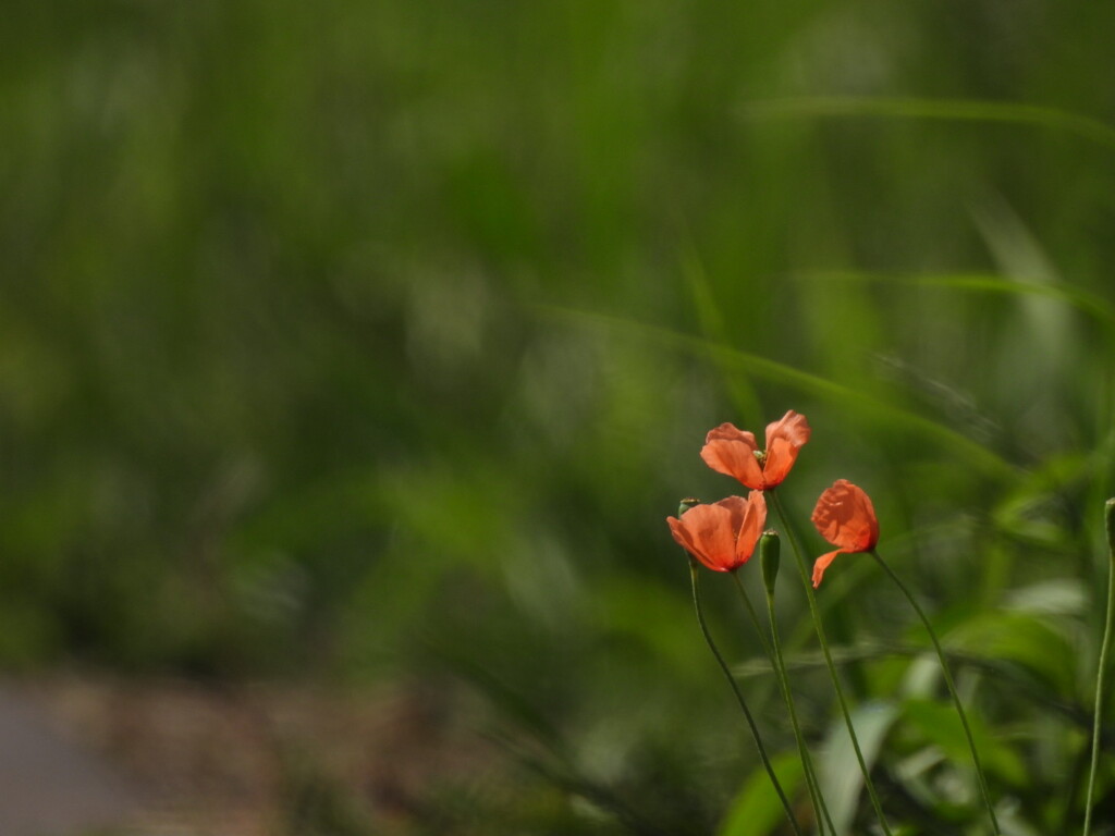 片隅に咲く