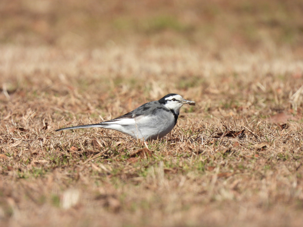 朝食ゲット～♪