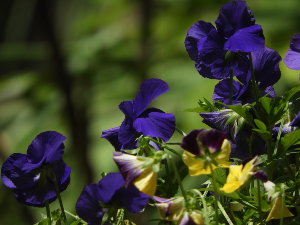 半分？青い  (笑)