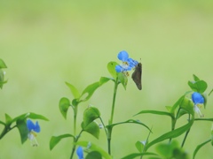 ひとときの安らぎ