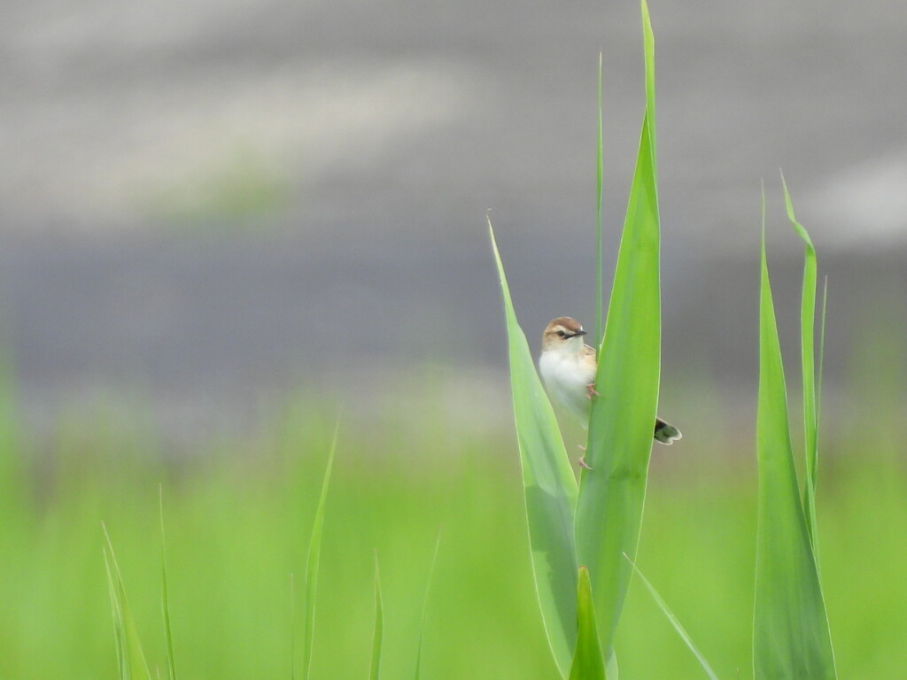 かわいくって♪