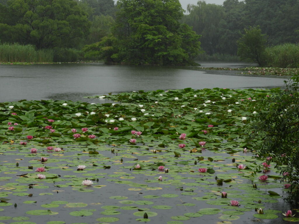 雨の睡蓮池