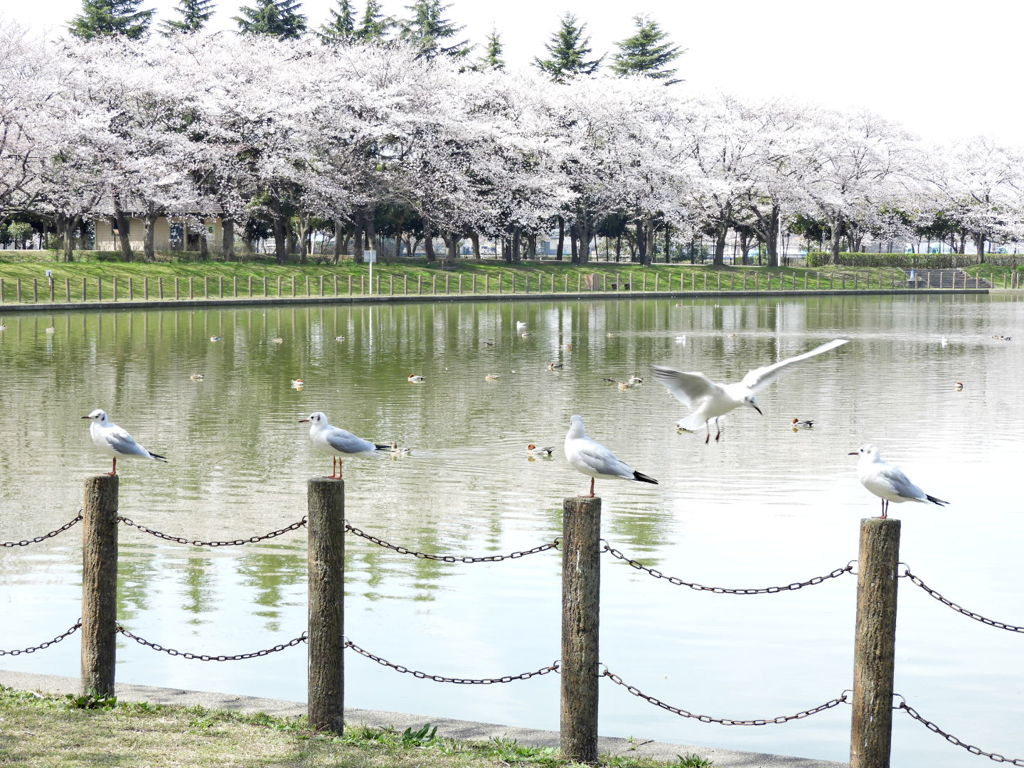 ユリカモメさんとお花見よ～♪