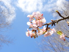 春だね～