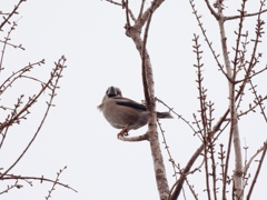 春風に吹かれて～♪