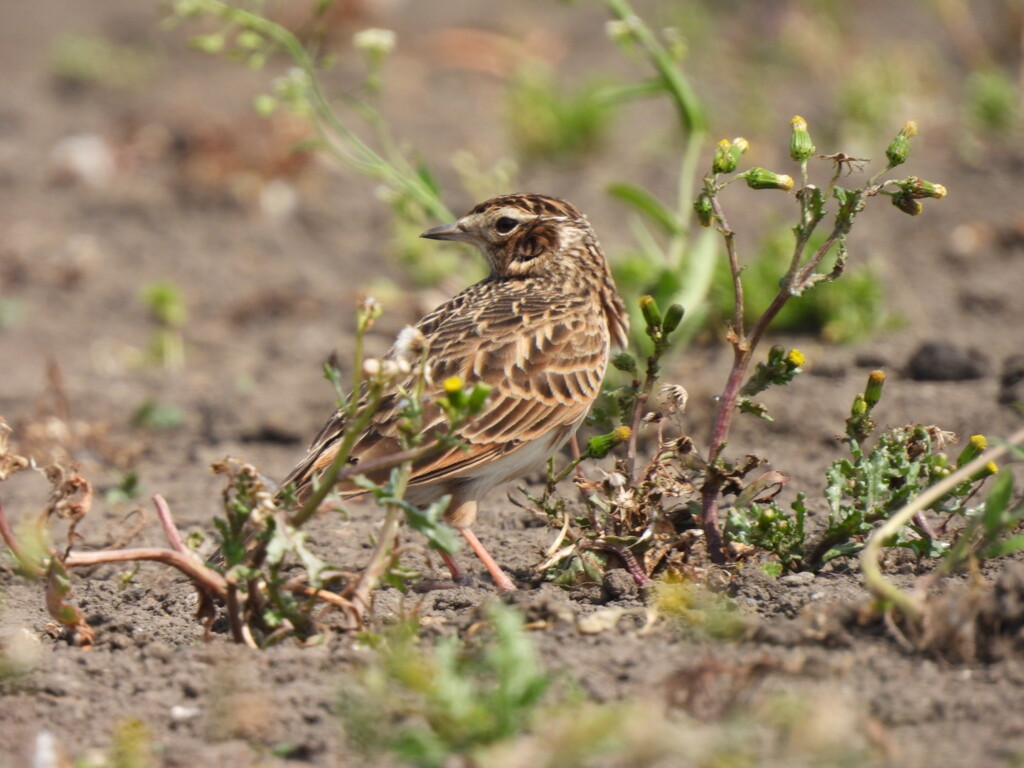 ひばりのさえずりが聞こえてきました。