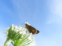 秋の空に・・・。