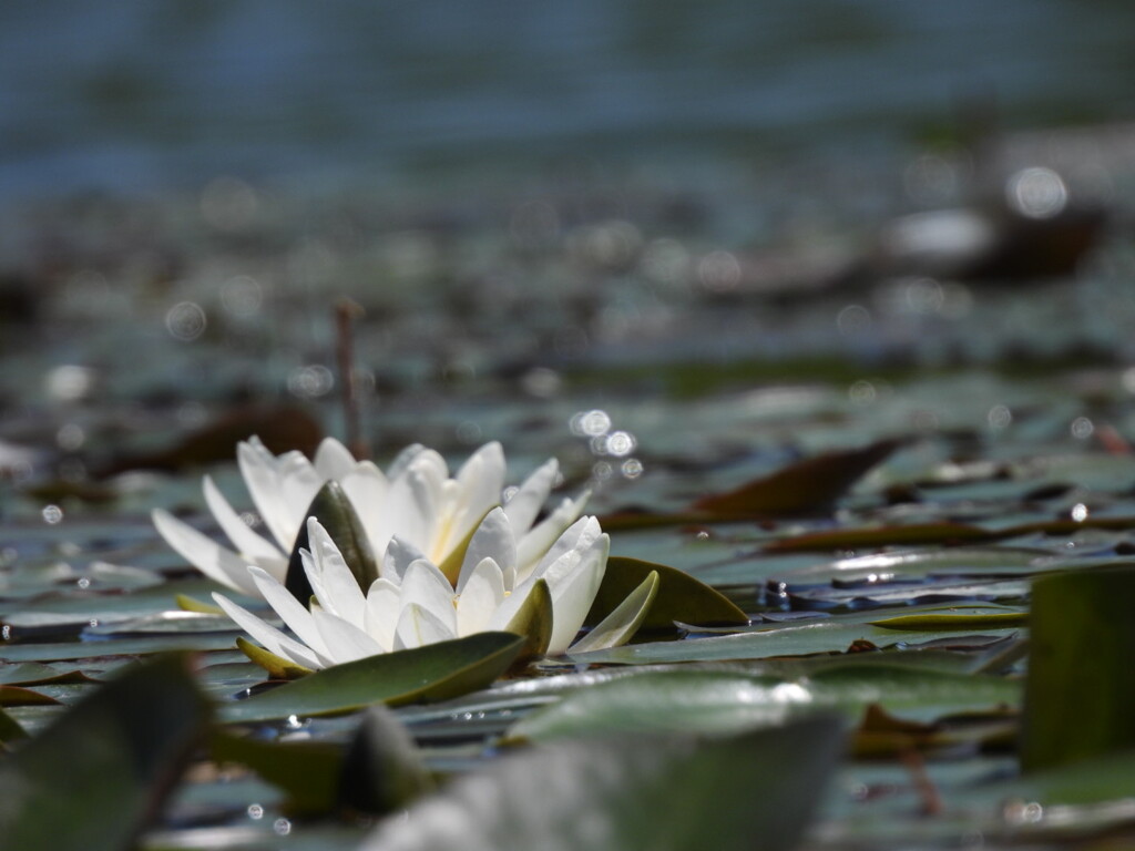 キラキラ輝いて～♪