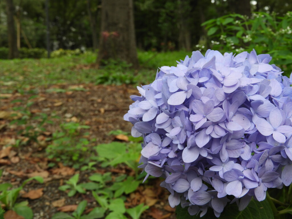 遅咲きの紫陽花