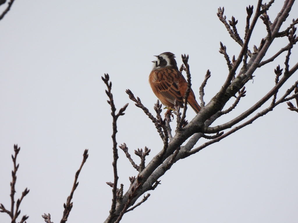 今朝はツッパリヘアで！