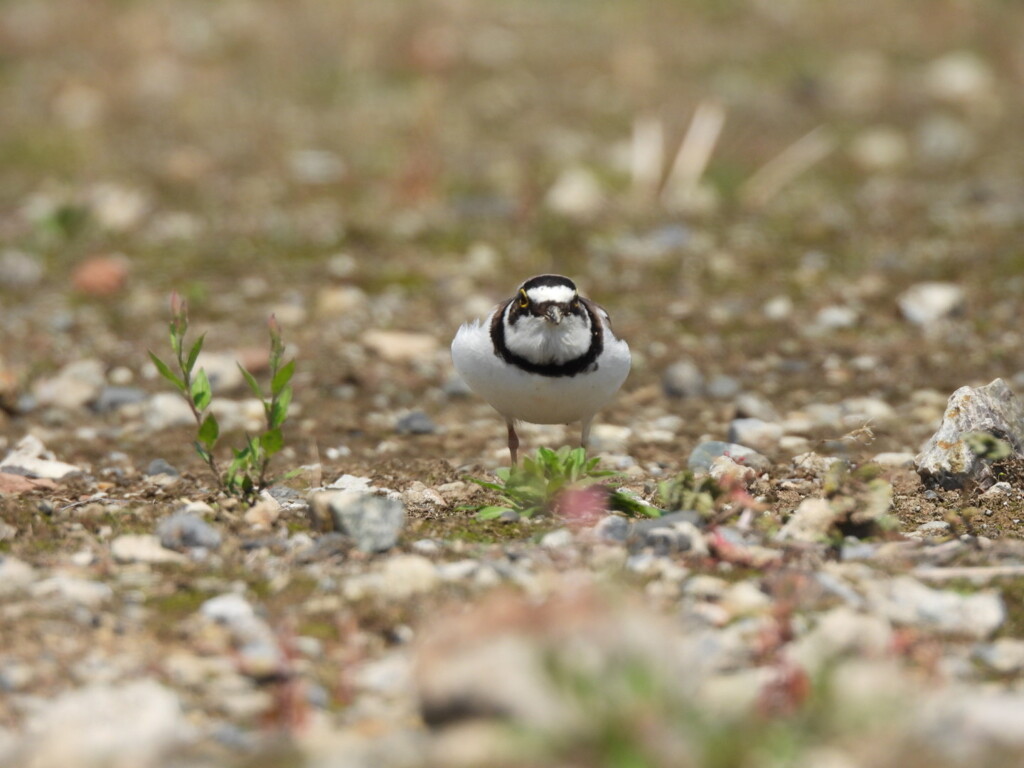 わたしがコチドリです～♪