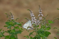 この蜜おいしい～♪