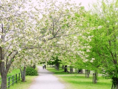 春の散歩道