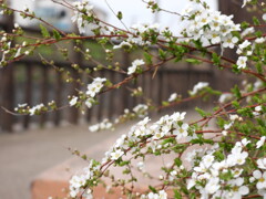 粉雪が舞う散歩道で～♪
