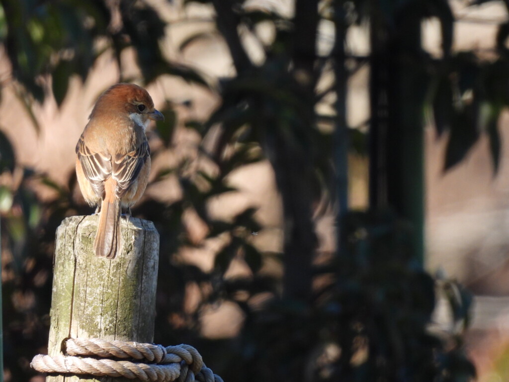 物思いにふける...。