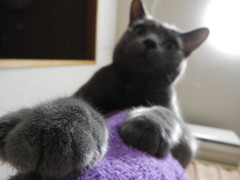 猫パンチ いきます