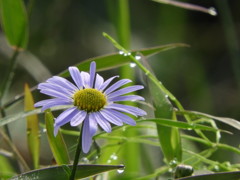 散歩道の花