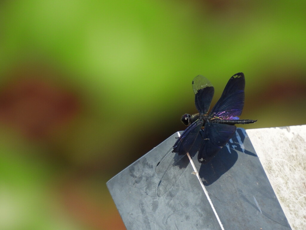 翅　輝く時♪