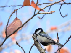 シジュウカラさんと 紅葉狩り。