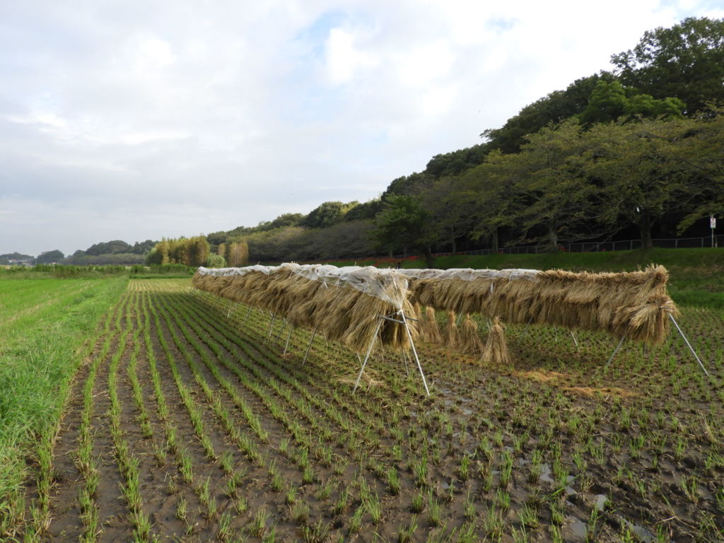 田んぼ  秋の風景