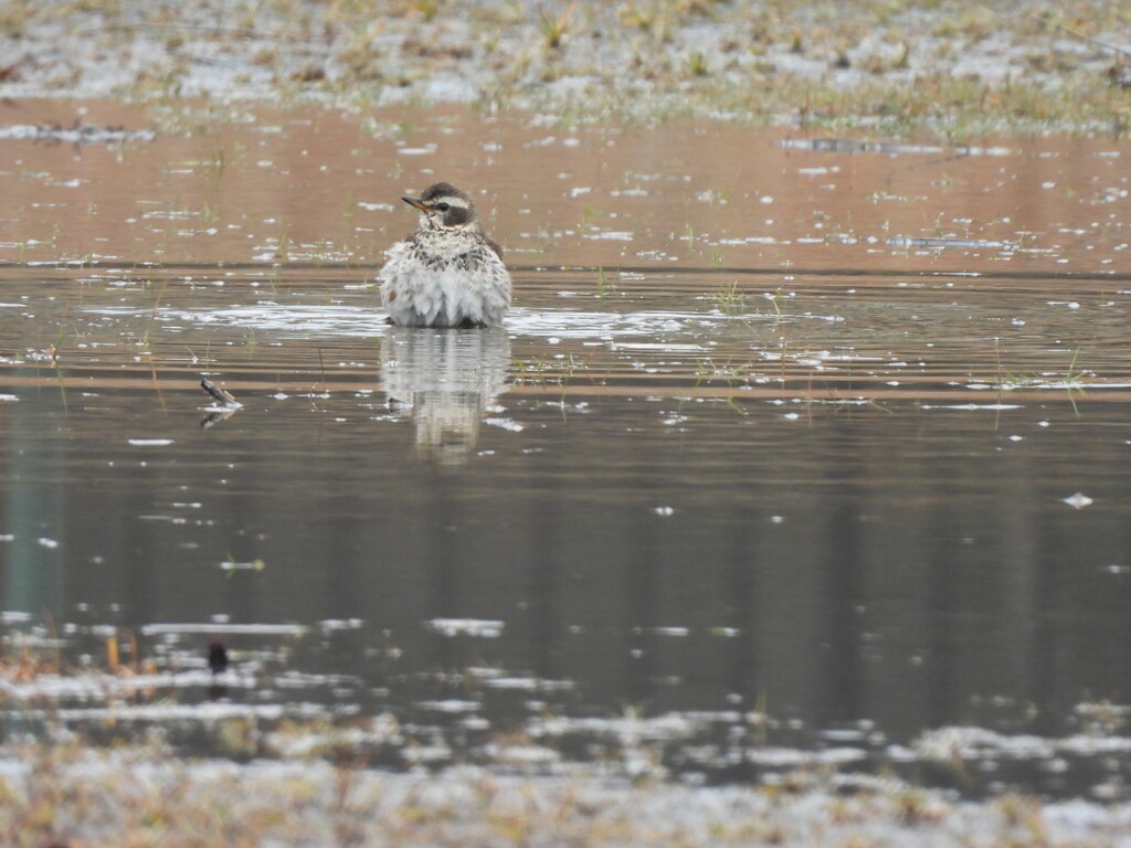 かわいい水浴びっ♪