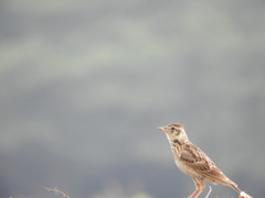 何を見つめているの？