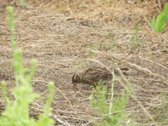 ドリルのように！