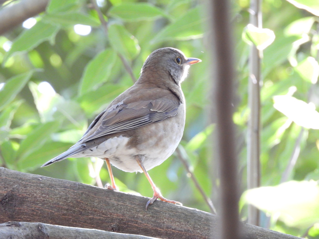ポコポコポコ～♪