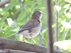ポコポコポコ～♪
