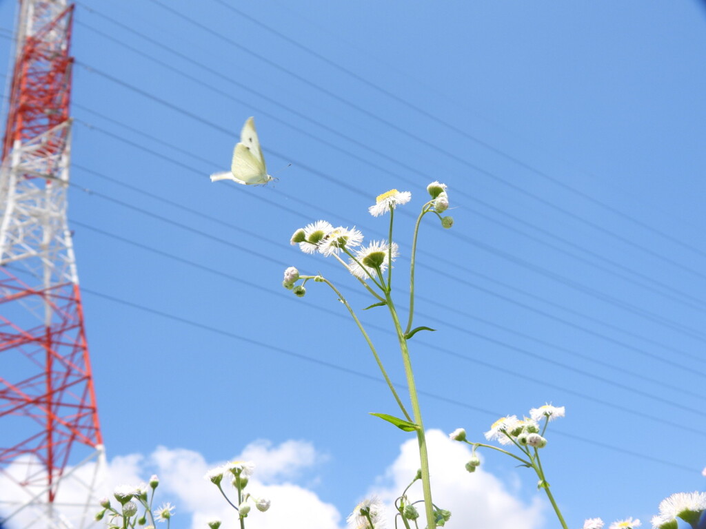 青空へ～♪