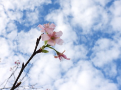 秋のさくら