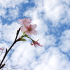 秋のさくら