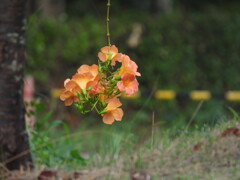 線香花火みたいに～♪