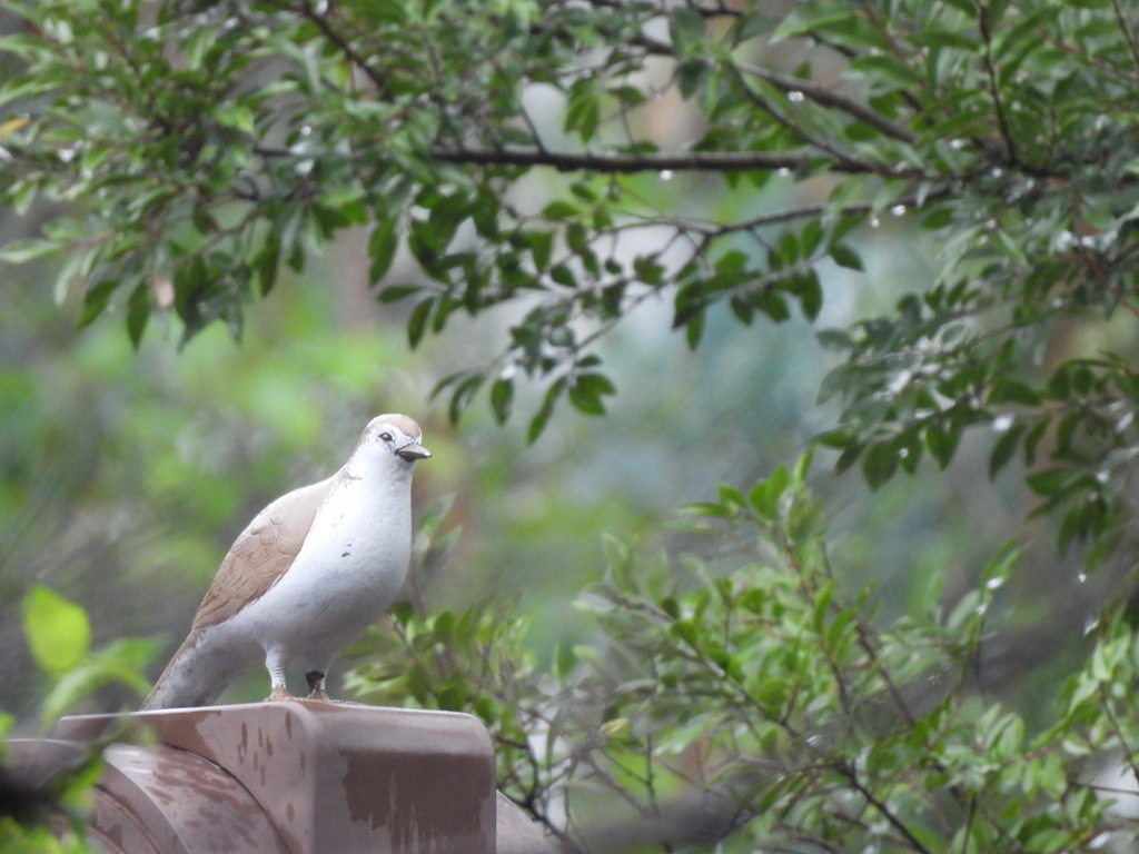 あっ！野鳥さんかなぁ～？