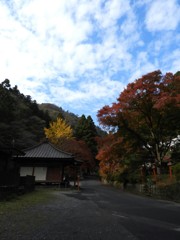紅葉ー２