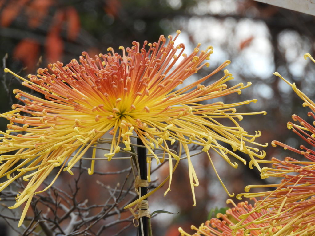 菊の花と紅葉