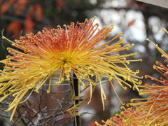 菊の花と紅葉