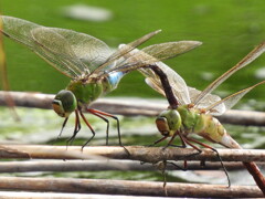 わたし頑張ってます