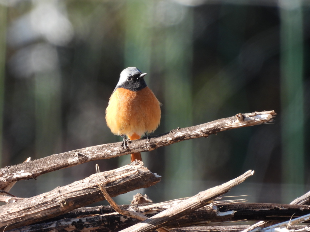 オレンジ色の可愛い子^^