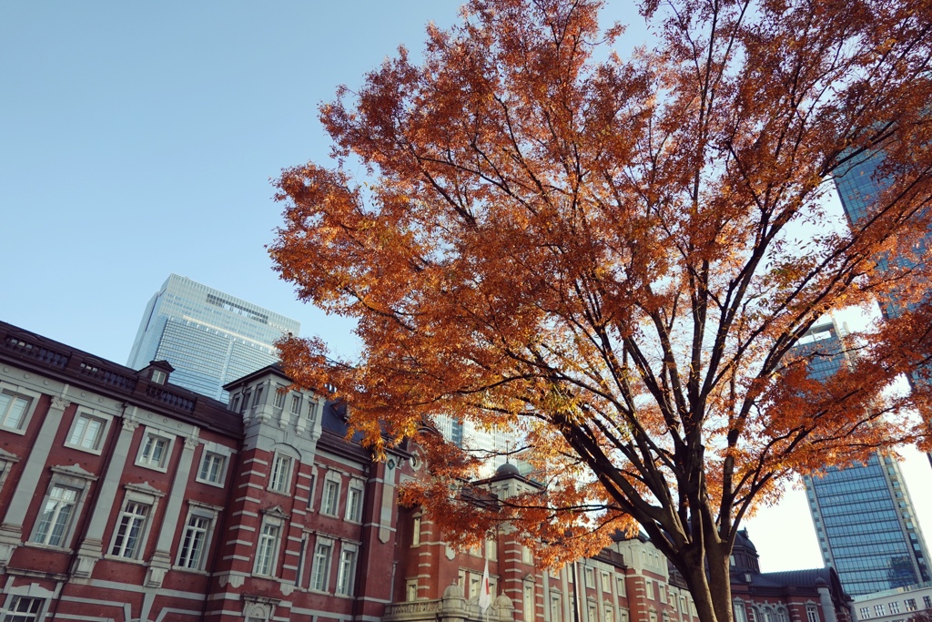 都会の紅葉ー２