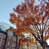 都会の紅葉ー２