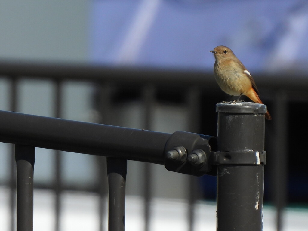 久しぶりの姫ちゃん♪