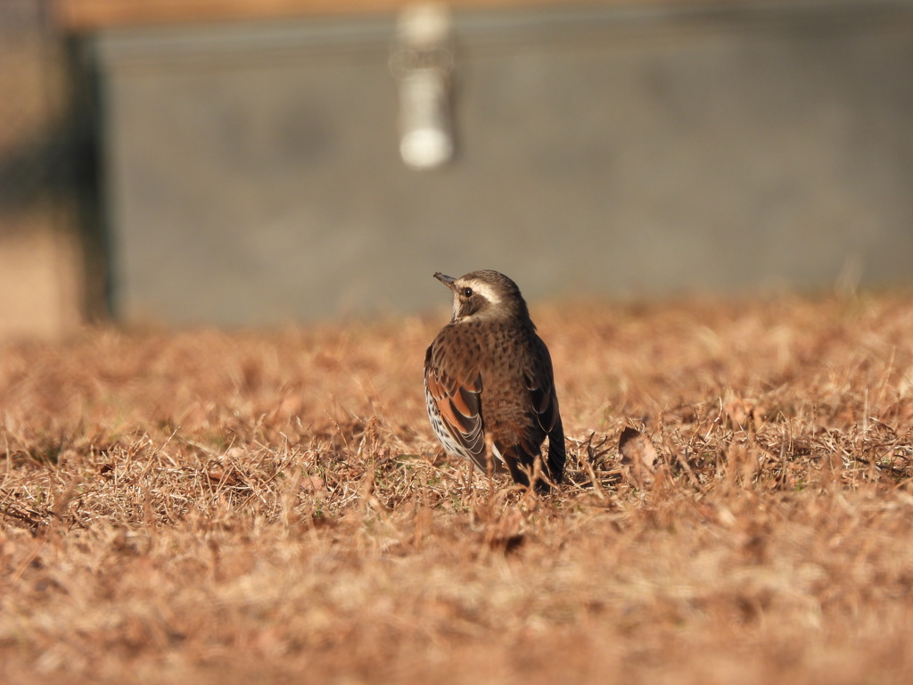 さあ！遊びましょう♪