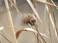飛びま～す・・⌒(ё)⌒ﾁｭﾝ