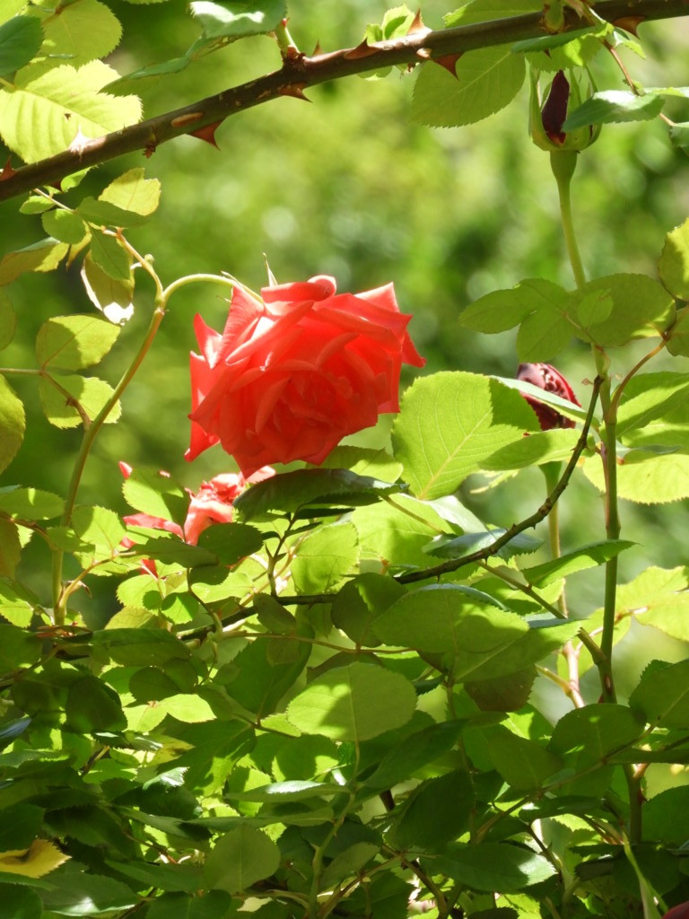 薔薇が咲いたよ