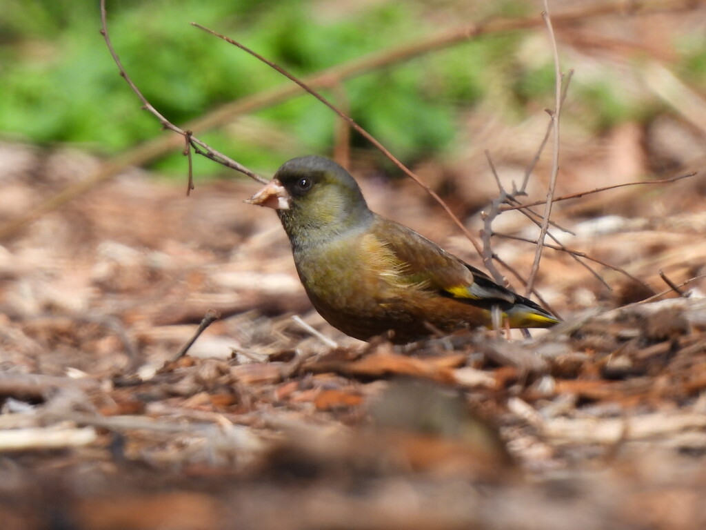 カワラヒワさん