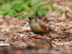 カワラヒワさん