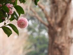 ふんわ～り　桃色♪