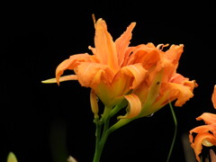 オレンジ色の花ー２